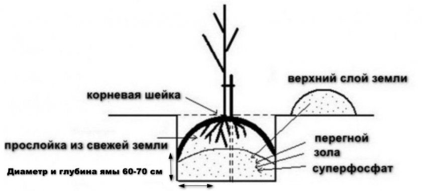Схема посадки саджанця груші