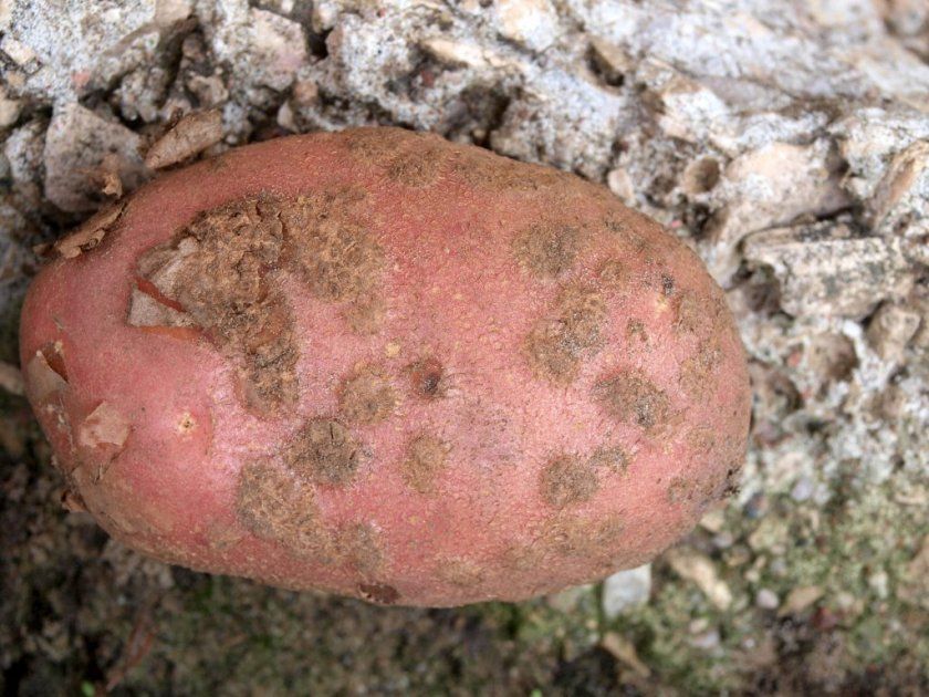 Бактеріальний рак картоплі