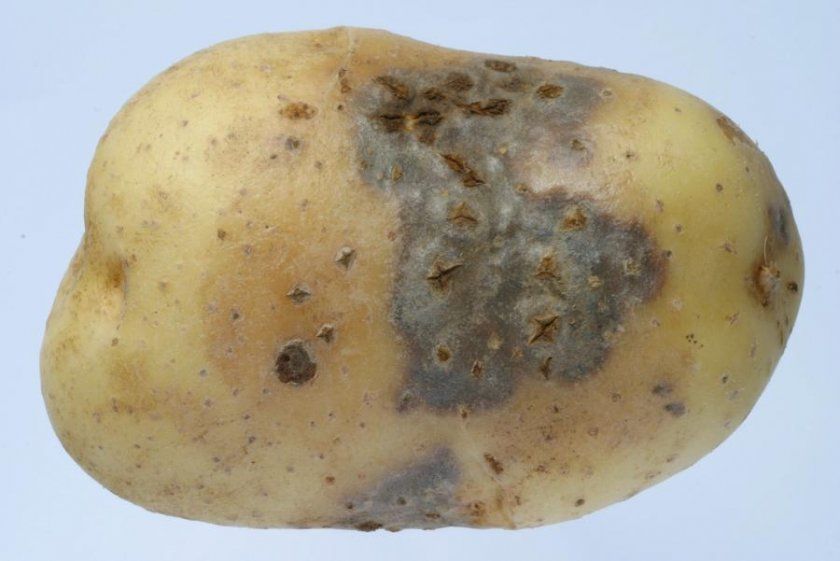 Некроз бульб картоплі