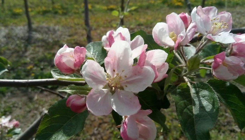 Цвітіння яблуні Айдаред