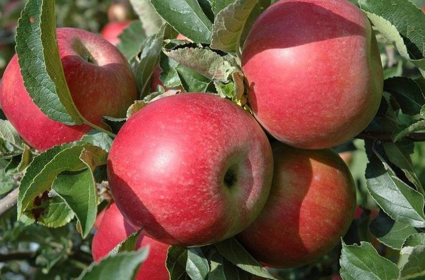 Урожайність яблуні Айдаред