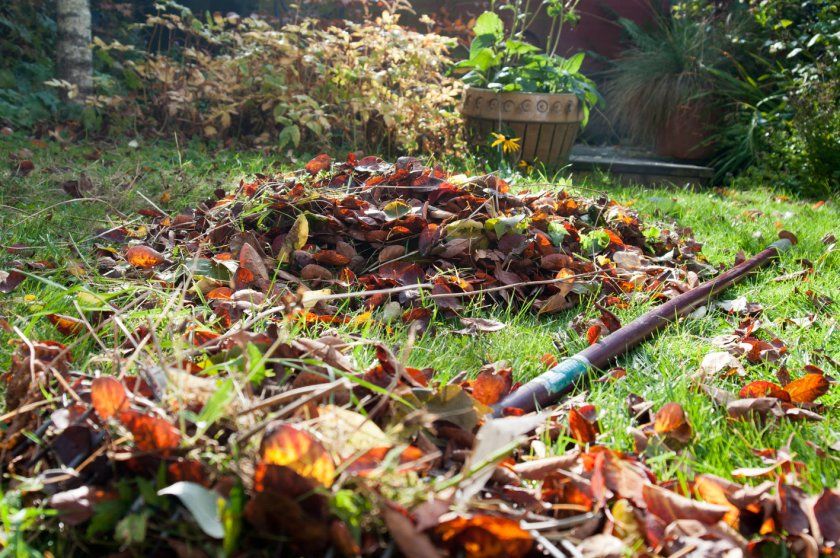 Прибирання листя в саду