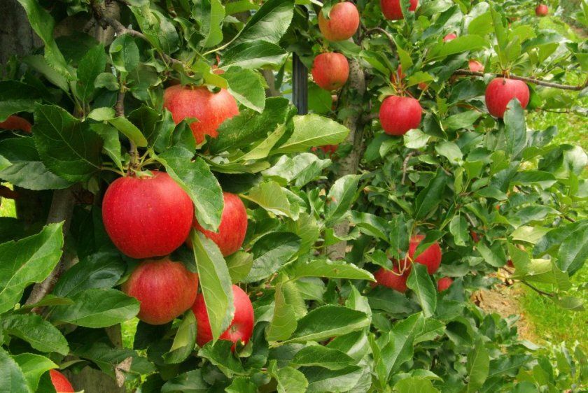 Урожай яблуні Джероміні