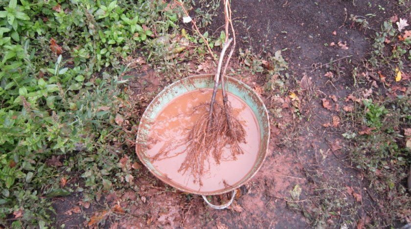 Замочування коренів в бовтанці з глини