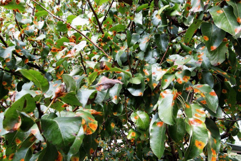 Іржа на листках яблуні