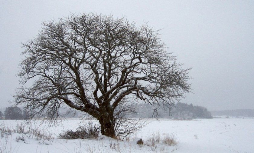 Горіхове дерево взимку