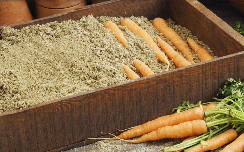 Зимове зберігання моркви в піску