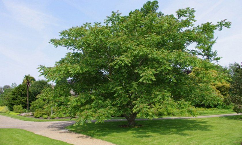 Дерево маньчжурського горіха
