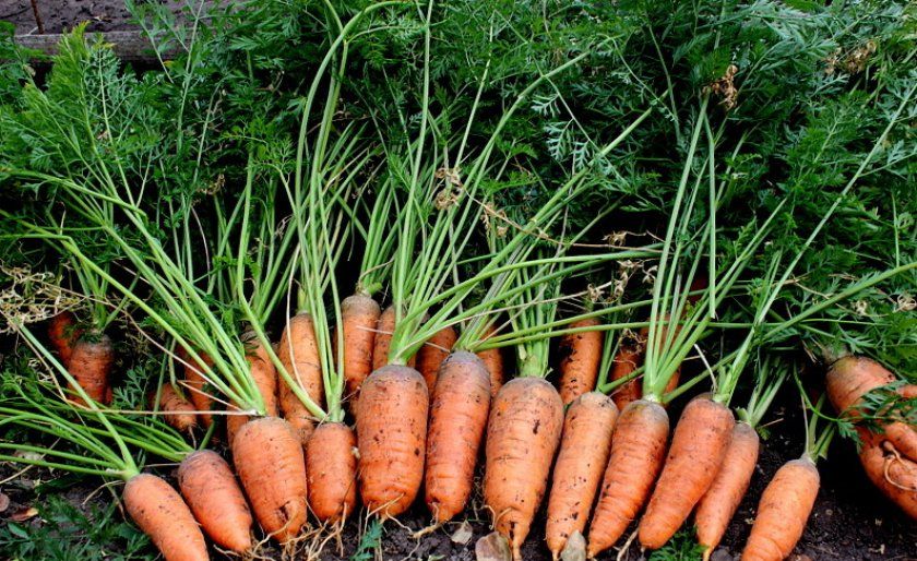 Збір і зберігання врожаю моркви