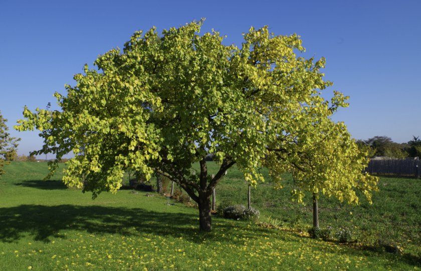 Абрикосова дерево восени