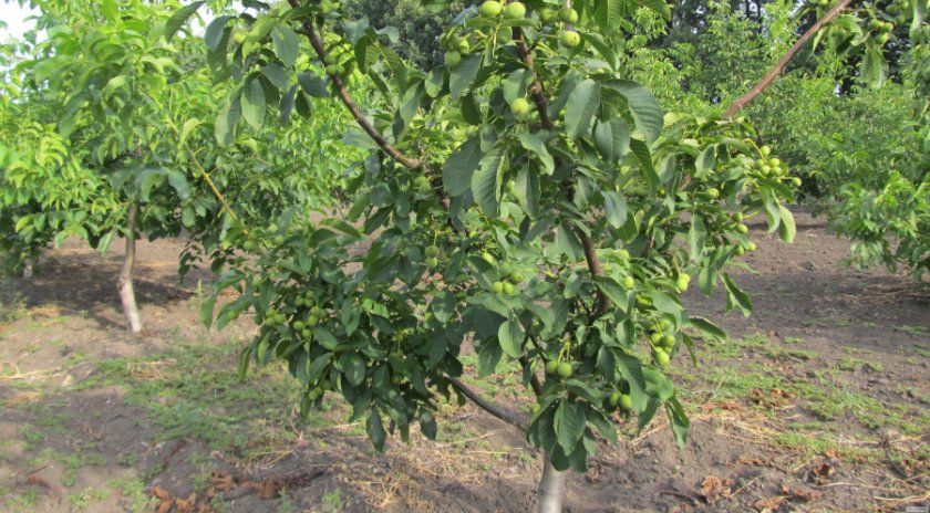 Молоді дерева волоських горіхів