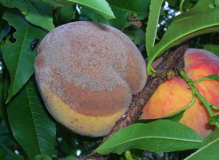 Плодова гниль персиків