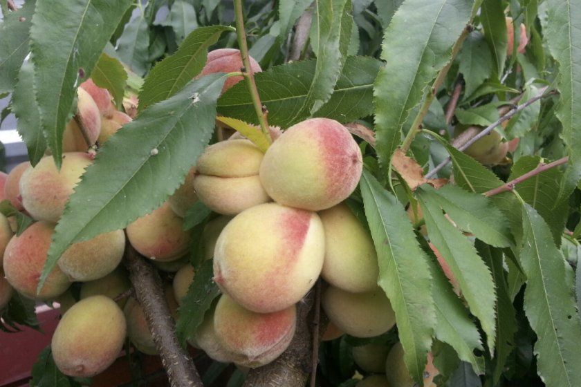 Урожайність персиків сорту Донський