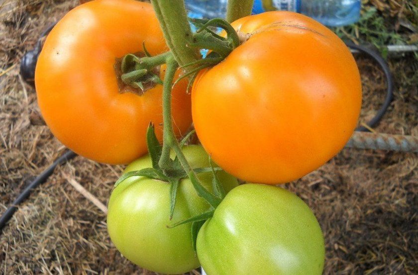 Вирощування томатів Апельсин