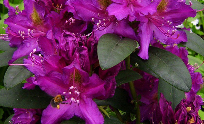 Квіти рододендрона Лібрето