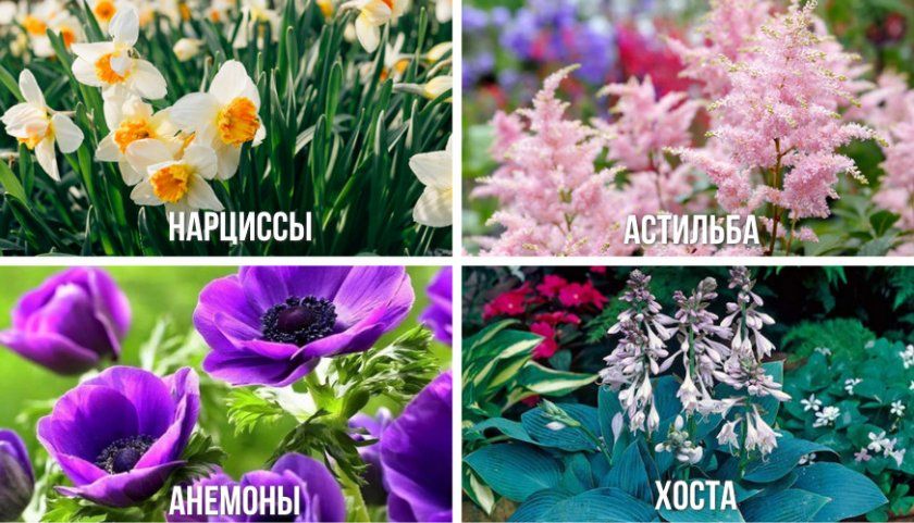 Квіти для клумби з рододендроном