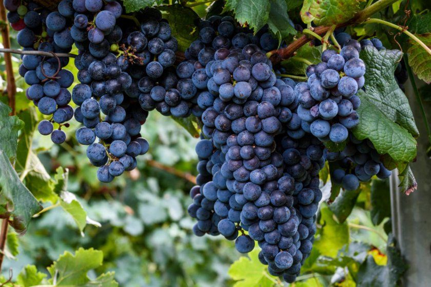 Як вибрати виноград Ізабелла при покупці
