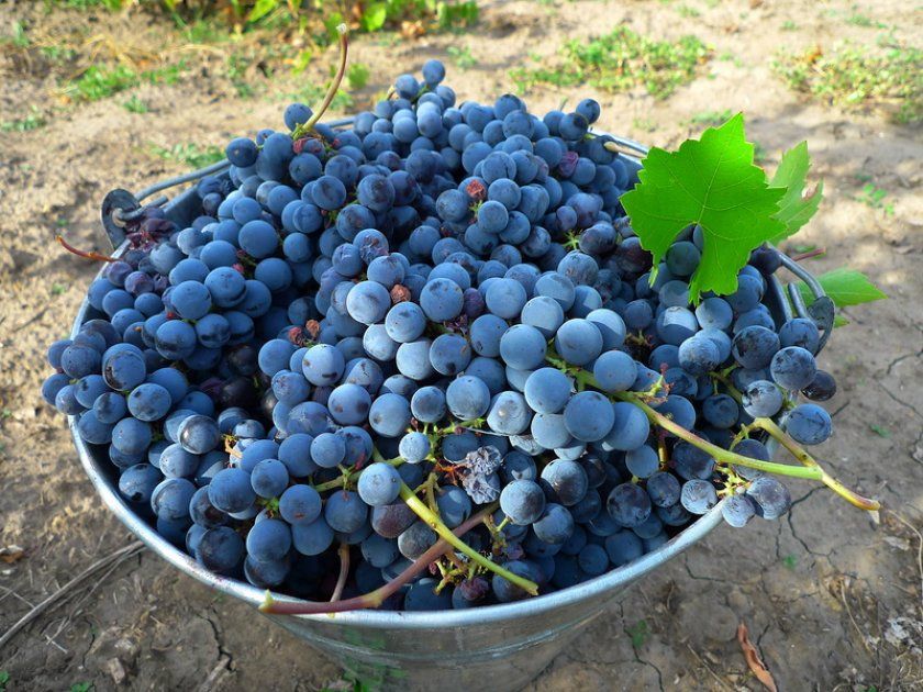 Як вибрати виноград Ізабелла при самостійному зборі