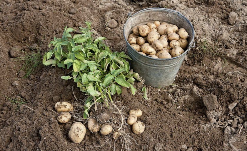Збір врожаю картоплі