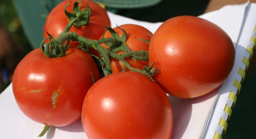 томати Машенька
