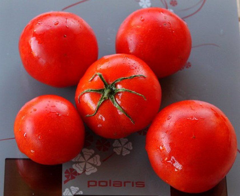 томат Палка