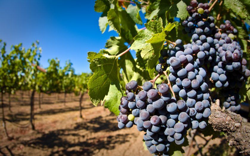 Вирощування і догляд за виноградом красень
