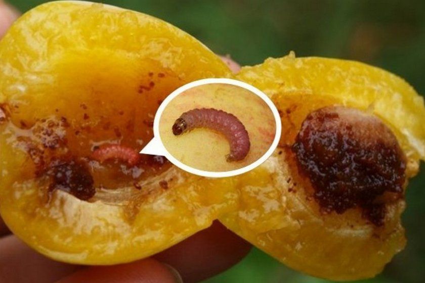 Поїдання плодів абрикоса шкідниками