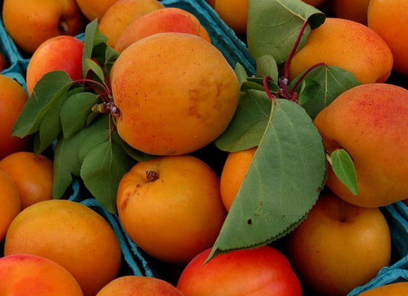Збір врожаю абрикос