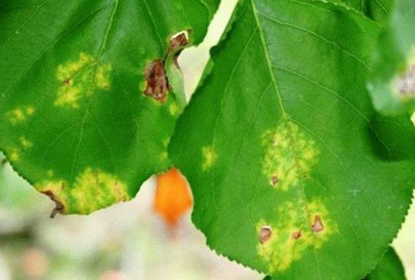 Бура плямистість на листках абрикоса