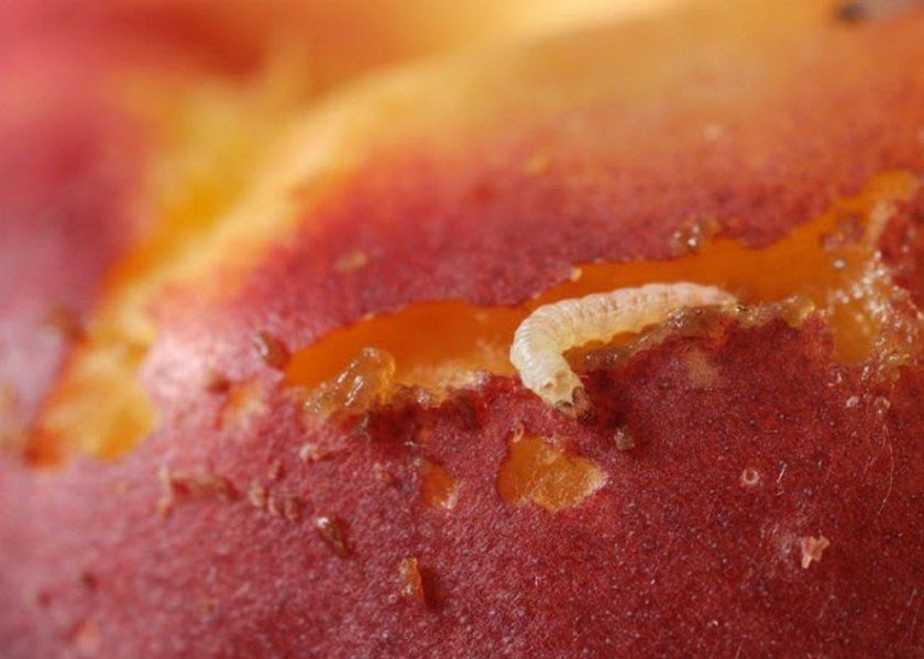 Личинка плодожерки на абрикосі