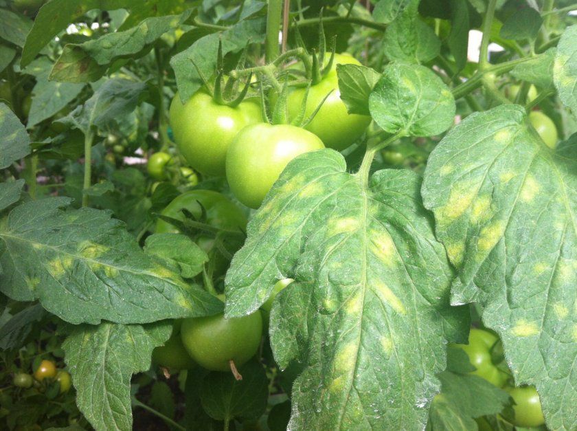 Як позбутися від білокрилки на томатах в теплиці