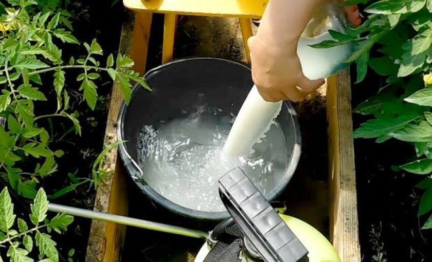 Обробка томатів молочною сироваткою