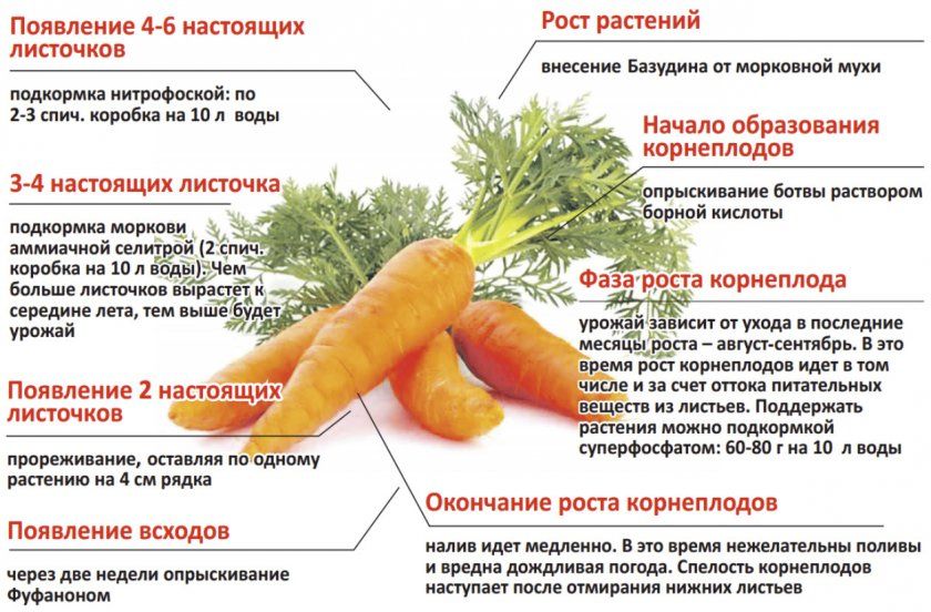 Правила догляду за морквою