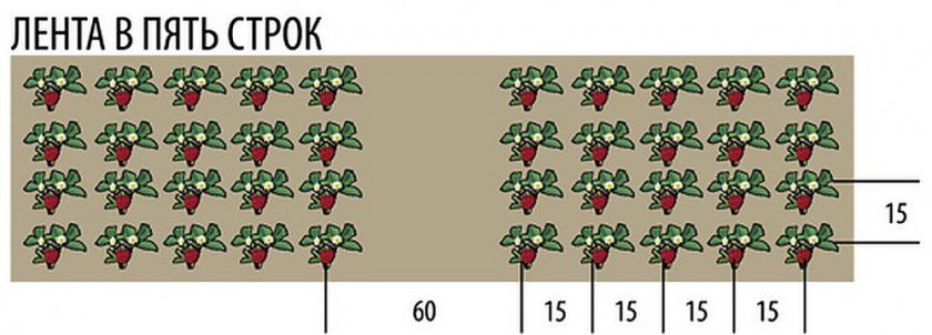 Схема посадки полуниці в п'ять рядків