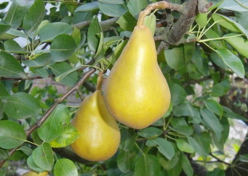 Плоди груші Декору