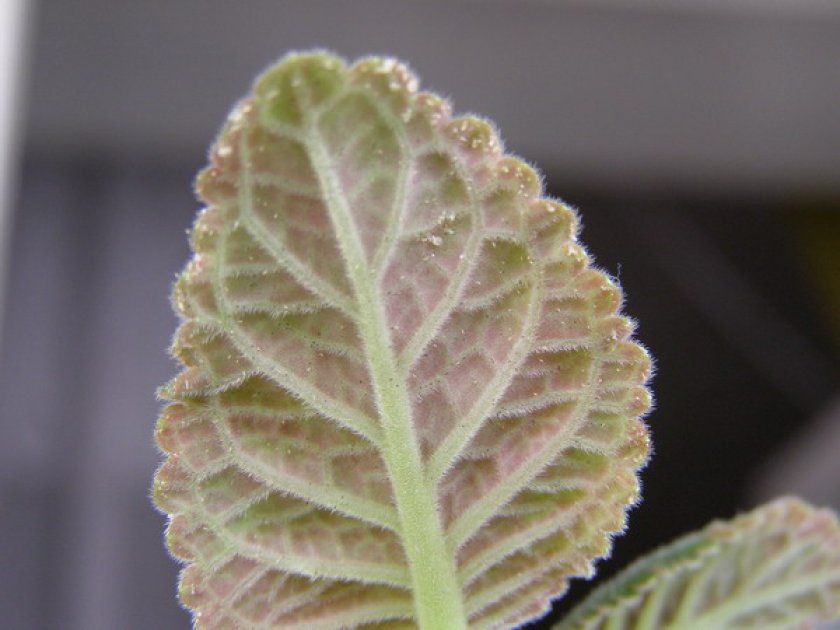 Наявність білокрилки на листку глоксинії