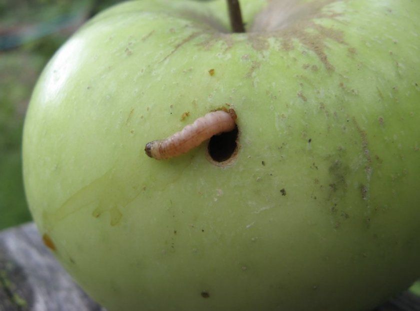 Плодожерка в яблуці