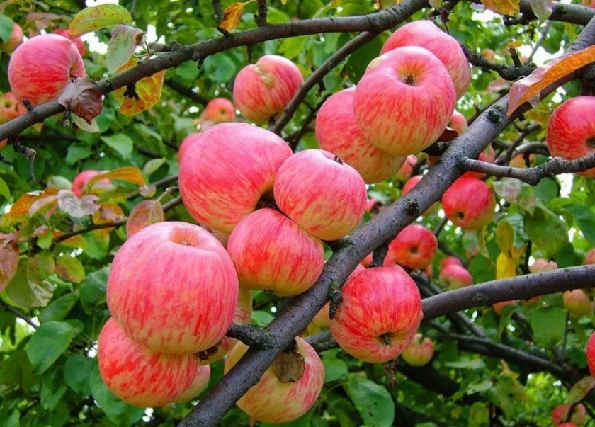 Яблуня Коричне смугасте