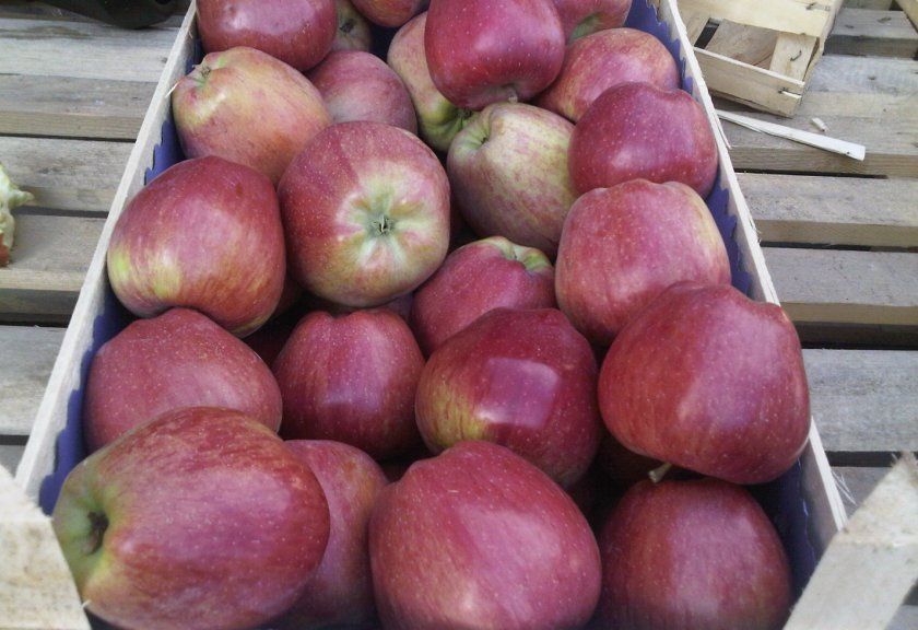 Урожай яблуні Ред Делішес