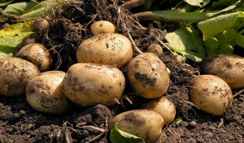 розмноження картоплі