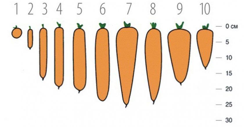 розміри моркви