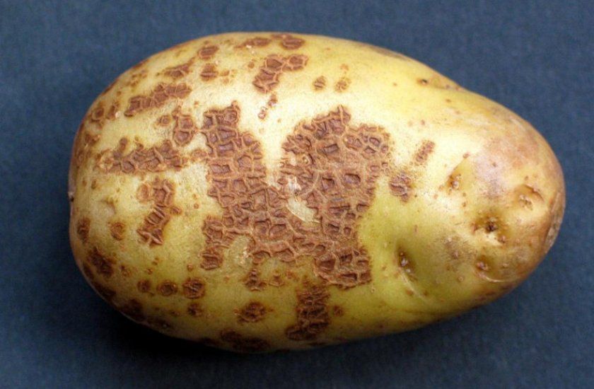 парша картоплі