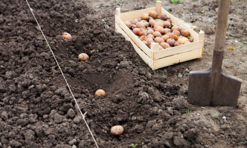 Процес посадки картоплі