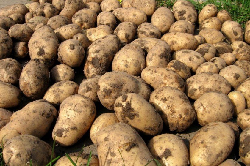 Врожайність картоплі Гуллівера