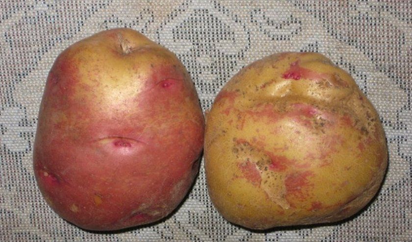 Картопля Іван-да-Мар'я