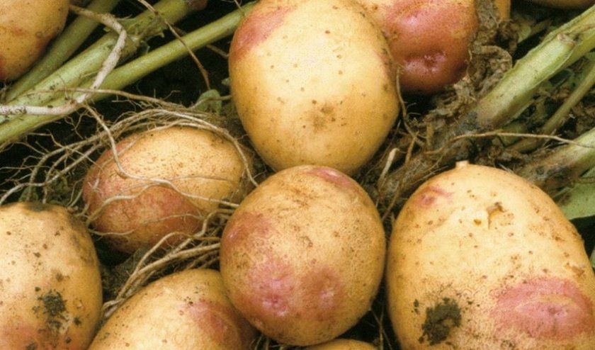 Картопля Іван-да-Мар'я
