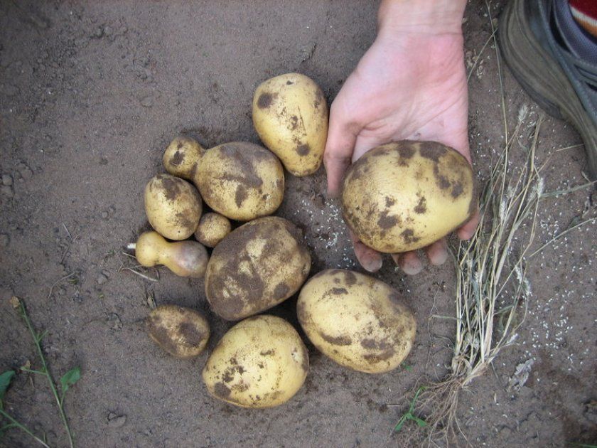 Збір і зберігання врожаю картоплі сорту скарб