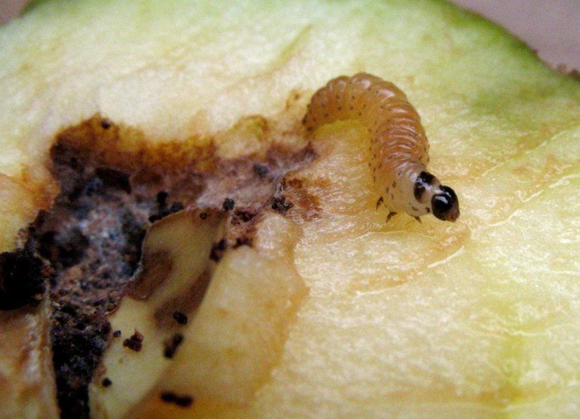 Гусениця плодожерки в яблуці