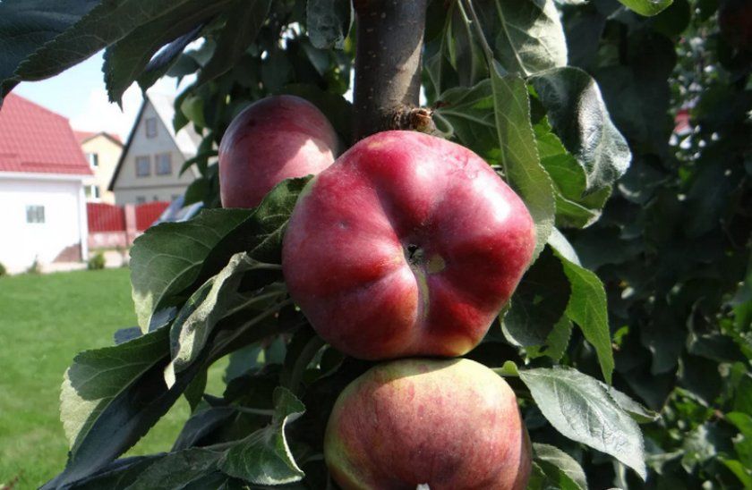 Урожай яблуні Останкіно