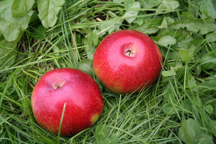 яблука Останкіно